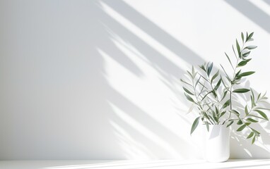 Wall Mural - Green plant leaves in white ceramic vase on blurred white wall, sunlight and long shadow, Minimal abstract background for cosmetic, skincare, beauty product presentation display.