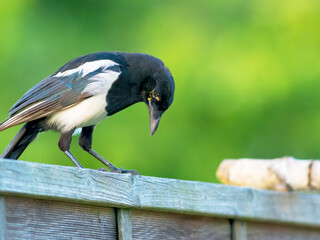 Wall Mural - Eurasian magpie perching on a wooden fence with green background