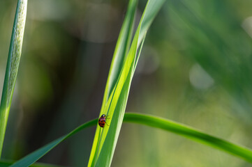 Wall Mural - Ladybird on green leaf in nature