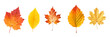 Close up set of five different orange and yellow colorful leaves in autumn, isolated on panoramic transparent  background, fall season, png file