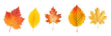 Close Up Set Of Five Different Orange Leaves In Autumn, Isolated On Panoramic Transparent  Background, Fall Season, Png File