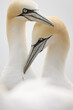 Pair Northern gannet