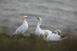 Northern gannet