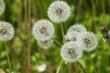 A green meadow with white dandelions in close-up