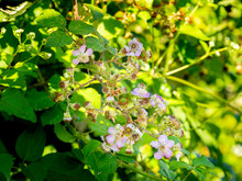Selective Focus Of Pink Blackberry Flowers And Unripe Blackberries ( Bramble - Rubus Ulmifolius) With Blurred Background
