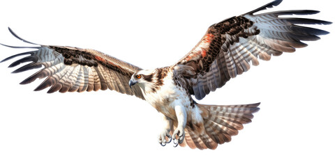 an Osprey, Pandion haliaetus. in flight in various positions, raptor, Nature-themed, photorealistic illustrations in a PNG, cutout, and isolated. Generative AI