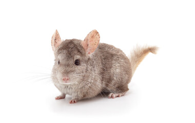 Canvas Print - One brown chinchilla.