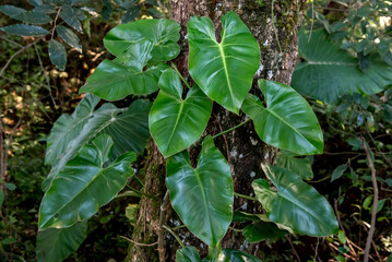 Philodendron Plant native to Brazil fixed on a tree