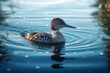 Duck loon bird animal swims on blue water in the river or lake. Common loon or great northern diver - Gavia immer. Generative AI