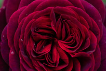 Splendid Red-purple (burgundy) Rose Flower Background. Extrem Macro Shot.