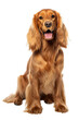 Adult cocker spaniel dog posing over isolated transparent background