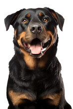 Adult Rottweiler Headshot Portrait Over Transparent Background