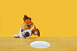 Jack Russell terrier dog eat meal from a table.
