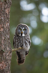 Sticker - Great grey owl, Strix nebulosa, bird hunting in the forest. Owl sitting on old tree branch with light forest in background