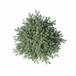 © vadim_fl - bush, top view, isolated on white background, 3D illustration, cg render