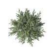 © vadim_fl - bush, top view, isolated on white background, 3D illustration, cg render