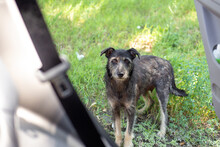 A Black Shaggy Stray Dog Asks For Food From The Passengers Of The Car. Hungry Animals