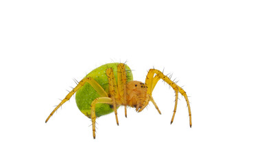 Cucumber green spider isolated on white background, Araniella cucurbitina