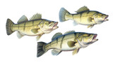 Fototapeta  - a group of Large-mouth bass, Micropterus salmoides in various positions in Aquatic-themed, photorealistic illustrations in a PNG, cutout, and isolated. Generative ai