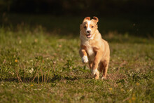 Cute Nova Scotian Duck Toller Retriever Puppy Dog Running On Grass