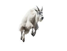 A Mountain Goat, Oreamnos Americanus, In Motion In Various Positions, Full Body, Nature -themed, Photorealistic Illustrations In A PNG, Cutout, And Isolated. Generative AI