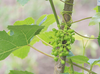 Bunch of green grapes on the vine in the vineyard