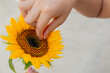 © JAHF - mano de mujer sosteniendo un girasol en lo alto, y diversas flores en primavera. concepto alegría, belleza y celebración de la estación primaveral.