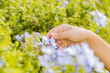 © JAHF - mano de mujer sosteniendo un girasol en lo alto, y diversas flores en primavera. concepto alegría, belleza y celebración de la estación primaveral.