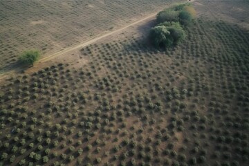 Wall Mural - vast forest landscape seen from above