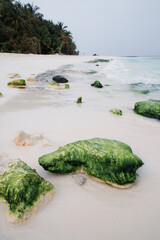 Wall Mural - beautiful tropical beach with green moss on rocks