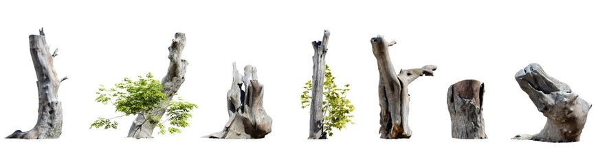 Wall Mural - set of tree stumps isolated on transparent background. 3d render.