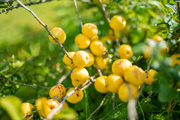 Wall Mural - Bright yellow fruits of quince ripening on a branch of japanese quince bush. Sunny summer day in a garden.