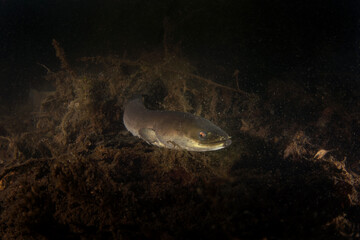 Poster - European eel during night dive. Eel is swimming on the bottom of the lake. European fish in natural habitat. Night dive in the European lake.  