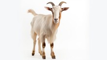 Portrait Of White Goat Standing Up Isolated On A White Background, With Text Space Can Use For Advertising, Ads, Branding