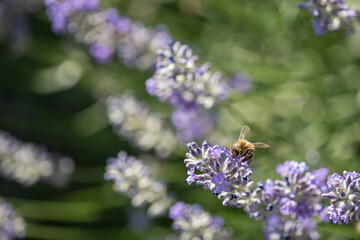 Sticker - A bee pollinates a lavender flower.