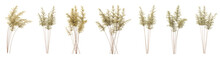 Set Of Dry Plant With Isolated On Transparent Background. PNG File, 3D Rendering Illustration, Clip Art And Cut Out