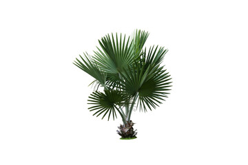 Isolated image of a low palm tree on a png file at transparent background.