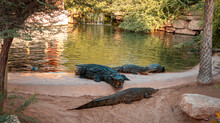 Dubai Crocodile Park, Crocodile With Open Mouth