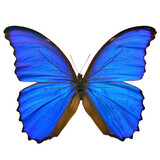 Fototapeta Motyle - Beautiful butterfly isolated on white backgroud. PNG File