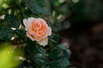 Beautiful delicate pastel roses with dew at dawn. Beautiful sunlight. The background image is green and pink. Natural, environmentally friendly natural background.