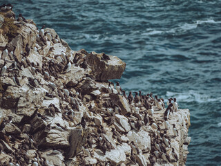 Wall Mural - Guillemots nesting on a cliff face, South Stack, Wales