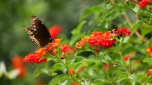 There Are Two Butterflies On A Flower In The Garden. Another Butterfly Is In The Butterfly House At The San Antonio Botanical Garden