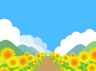 ひまわり畑と青空と入道雲と一本道　夏の風景のイメージ
