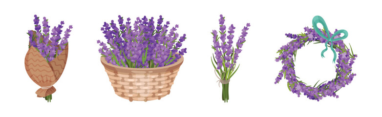 Wall Mural - Bunch of Violet Lavender Twigs Wrapped, in Wreath and Basket Vector Set