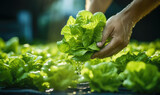 Fototapeta Miasto - Farmer harvesting lettuce heads grown in greenhouse, fresh organic vegetables modern farming Ai generated