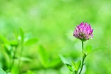 Fototapeta Storczyk - Samotna różowa koniczyna (Trifolium pratense) pośród łąki