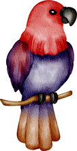 Watercolor Parrot