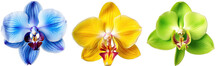 Flower Collection, Orchid Blossom Bundle (blue, Yellow, Green) Isolated On White Backgroundas Transparent PNG, Generative AI