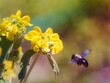 A black bee (Xylocopa violacea) flies to a yellow flower