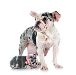 Sticker - french bulldog and puppy in studio